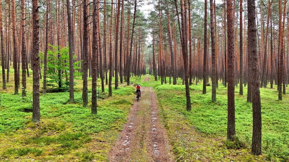 Faápolási munkálatok és ideiglenes forgalomkorlátozás a Nagy Fuvaros utcában