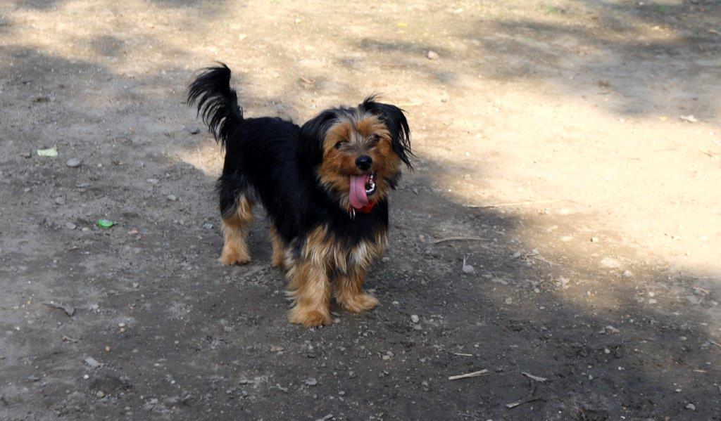 Jó hír a kutyatartóknak!