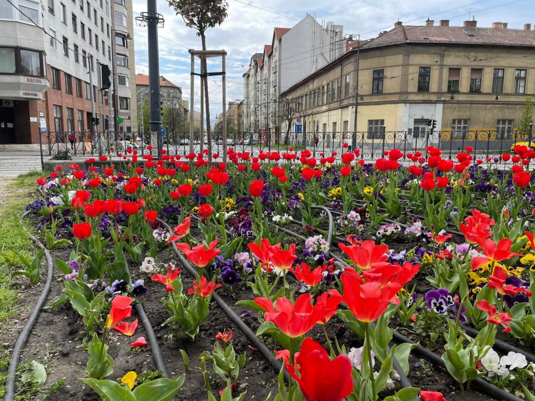 Virágba borult Józsefváros