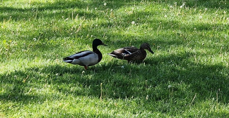 Vadkacsa lakók a szomszédban