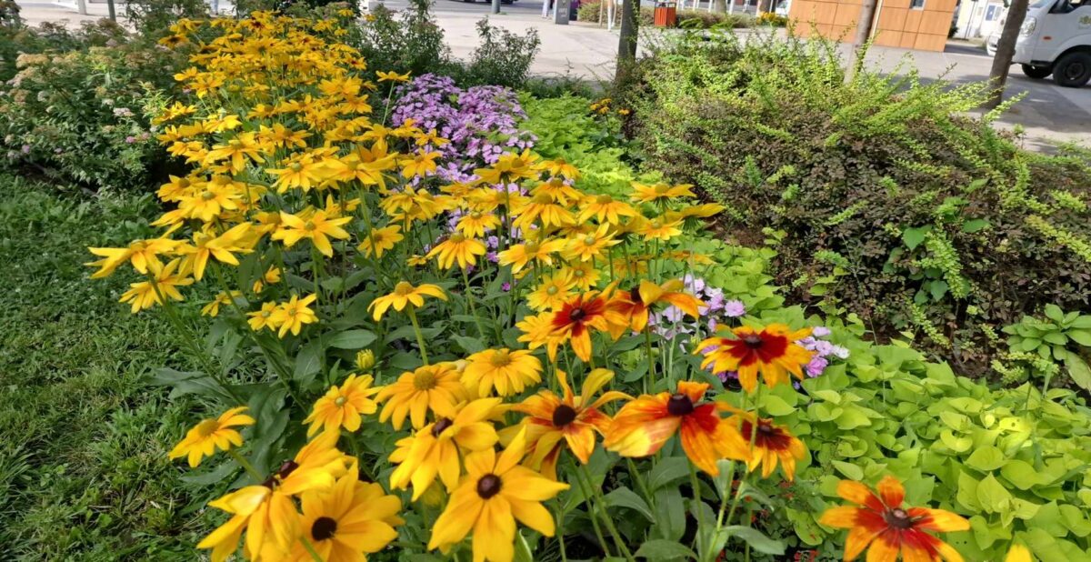 Virágba borult a Kálvária tér is…