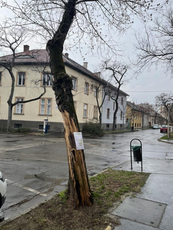 Veszélyes fa kivágása a Bíró Lajos és Delej utca sarkán