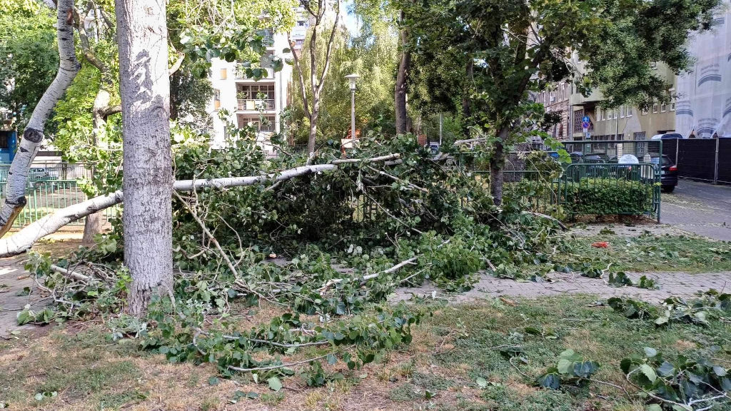 Leszakadt ágak, kidőlt fák a viharok után