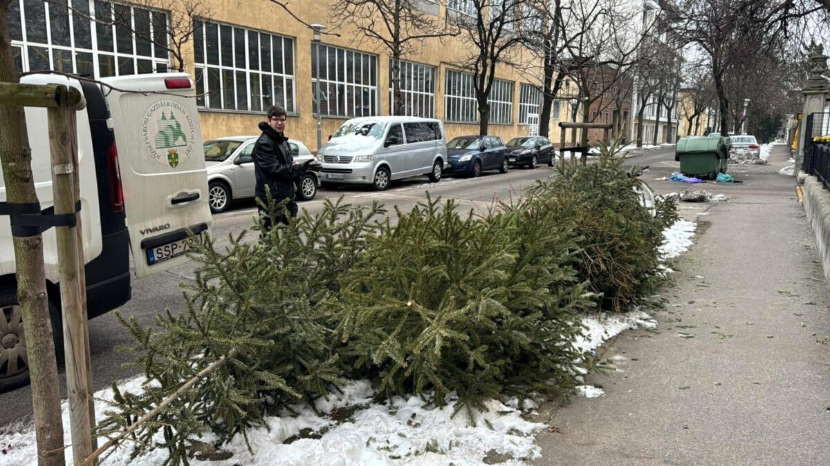 A fenyőfák folyamatos gyűjtése mellett faápolási munkát is végeztünk