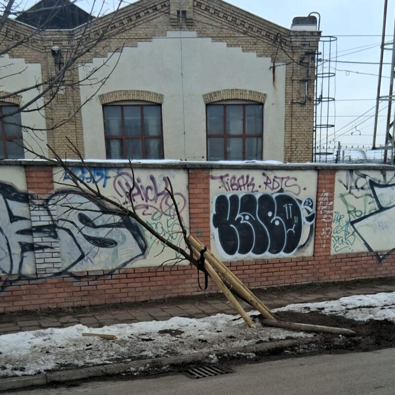 Kidöntöttek egy frissen ültetett fát az Asztalos Sándor utcában