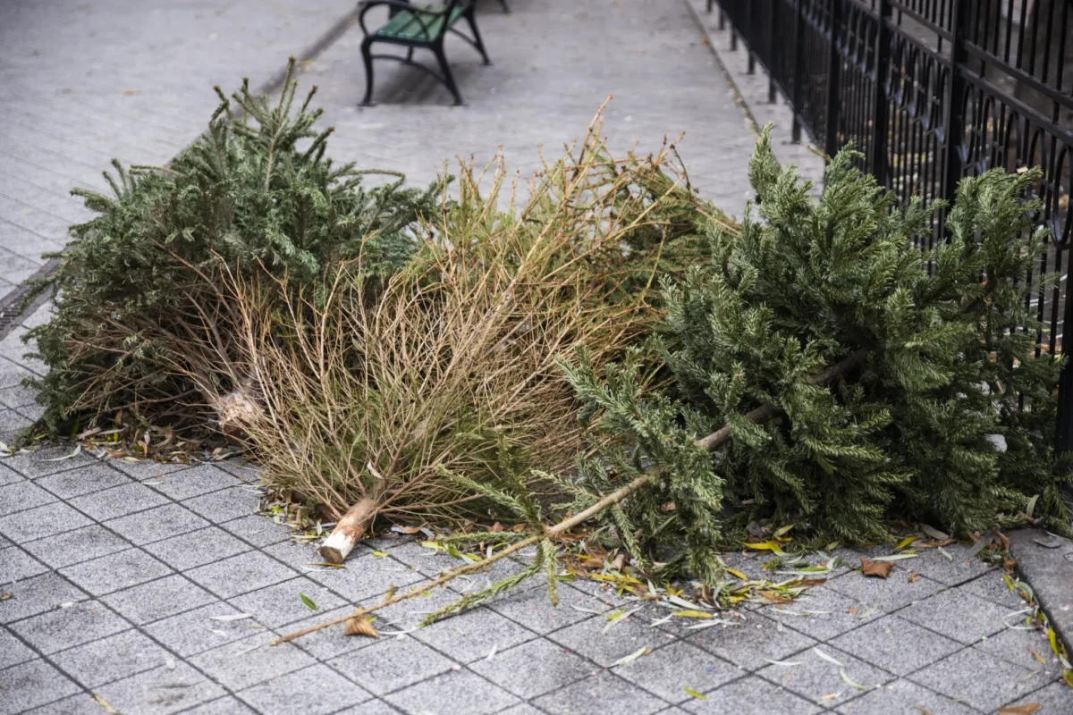 Január 6-tól indul a fenyőfák begyűjtése