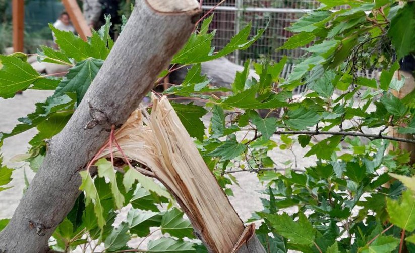 Megrongáltak egy fát a Szeszgyár közben lévő parkban